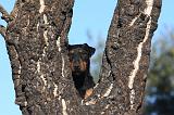 JAGDTERRIER ALLEMAND 072